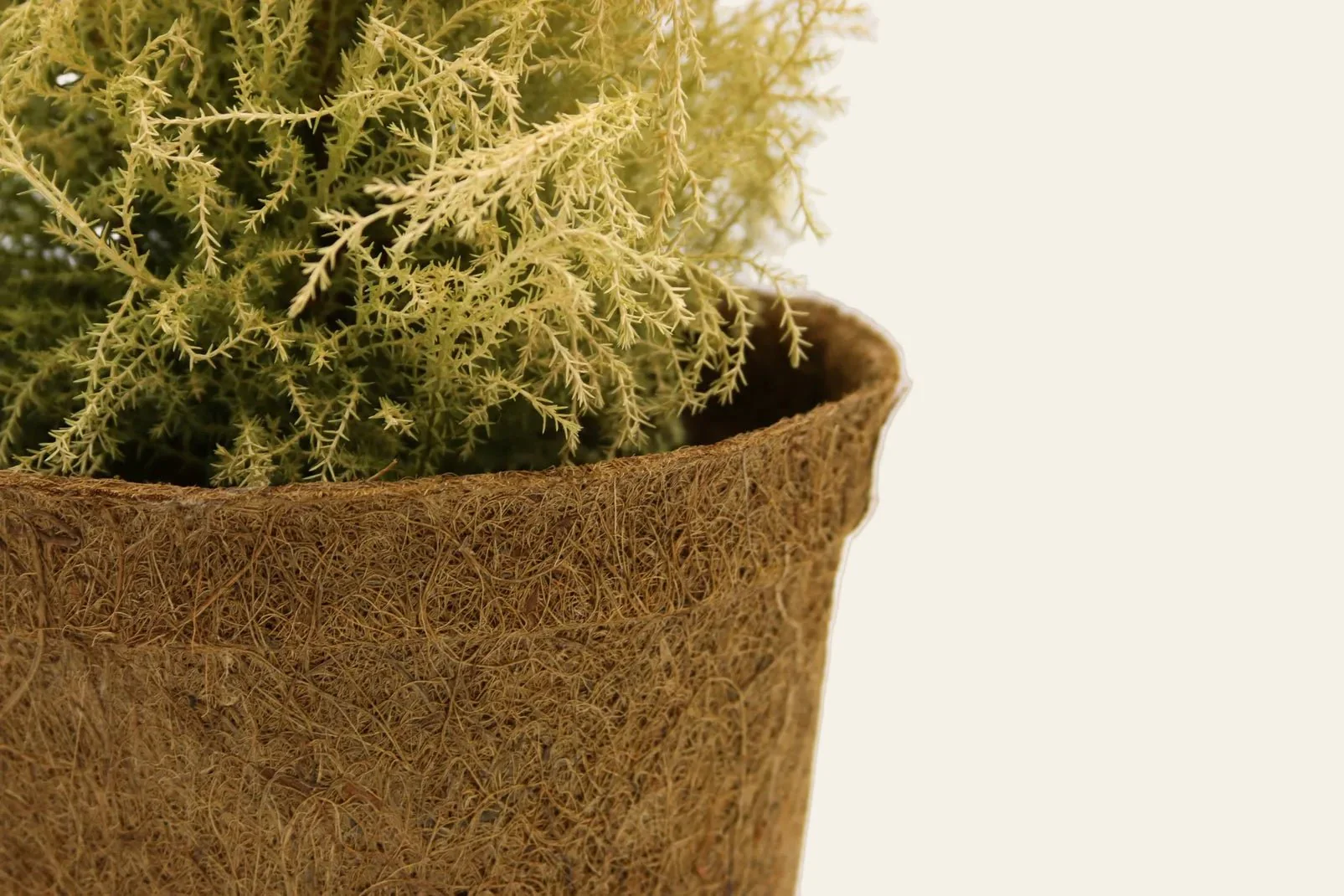 13cm Coir Plant Pots – 100% Biodegradable Pots & Peat-Free 1L | Ideal for Sowing & Growing - Image 6