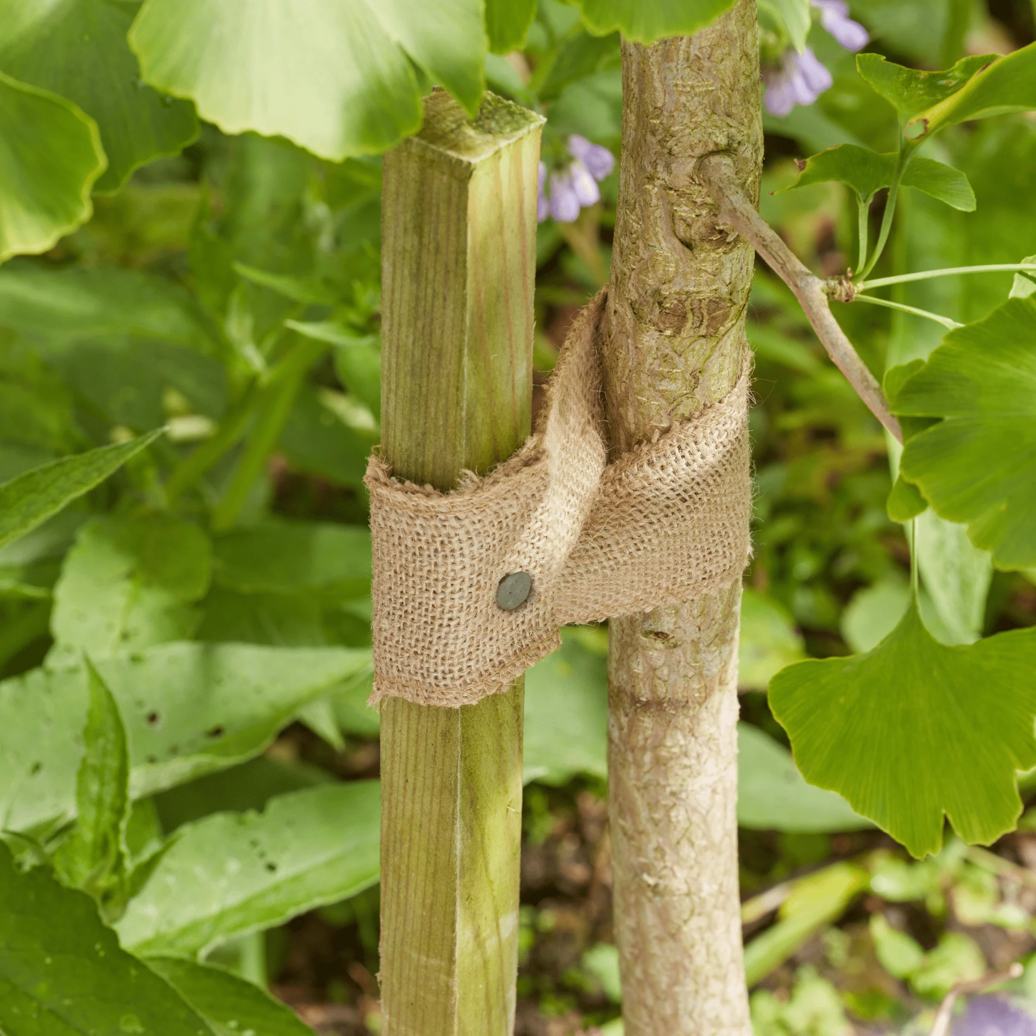 5.5m JuteWeb Tree Tie Natural Biodegradable Plant Support and Craft Jute