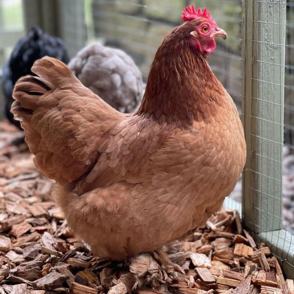 Chicken Coop Chips - Image 2