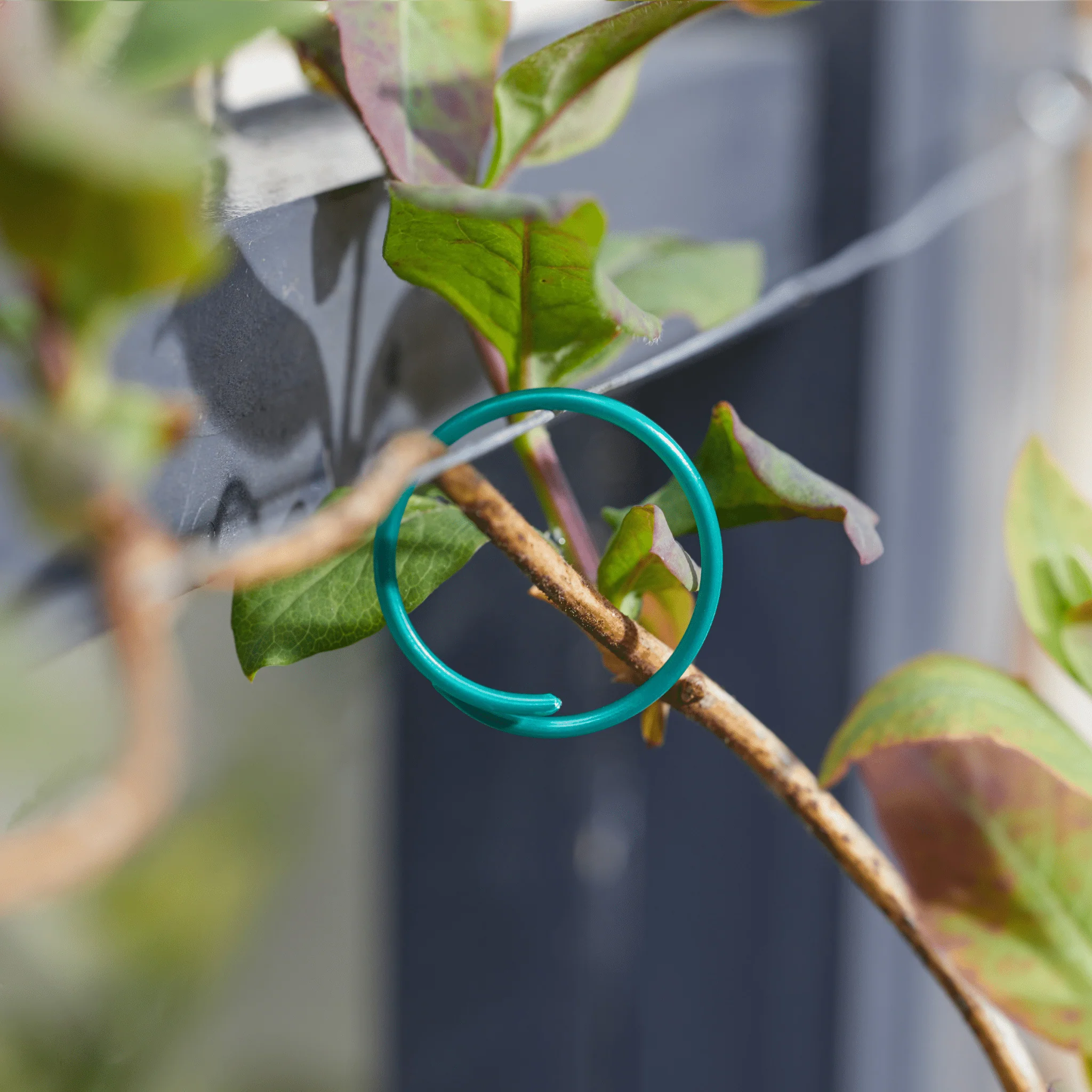 Coated Plant Rings 25cm 50 Pack, Durable Plant Supports for Stems and Trees