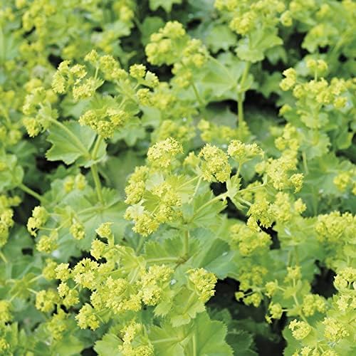RHS Alchemilla mollis Seeds 200 Seeds, Hardy Perennial Ground Cover with RHS Award of Garden Merit - Image 3