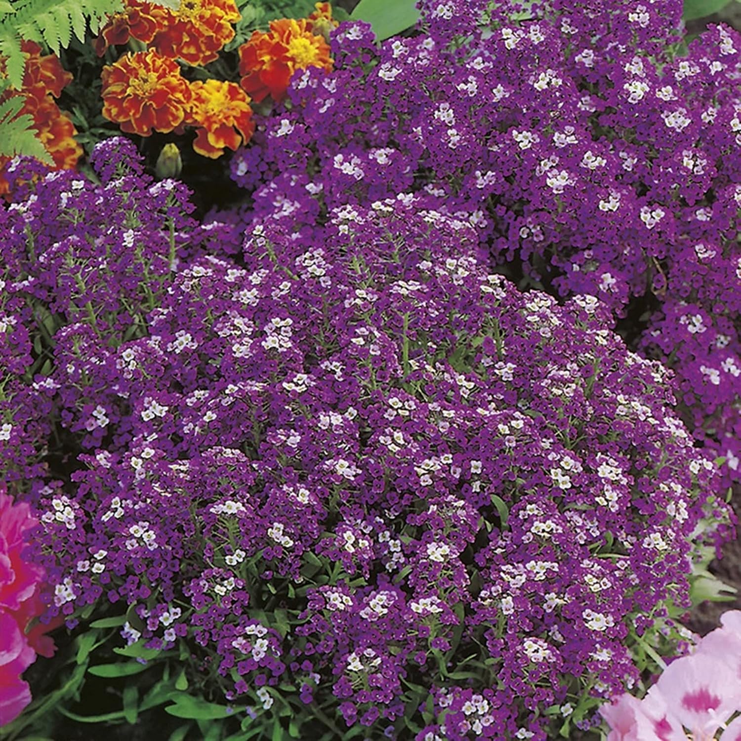 RHS Alyssum Violet Queen Seeds 1500 Seeds, Fragrant Hardy Annual Purple Flower Seeds for Borders and Containers - Image 3