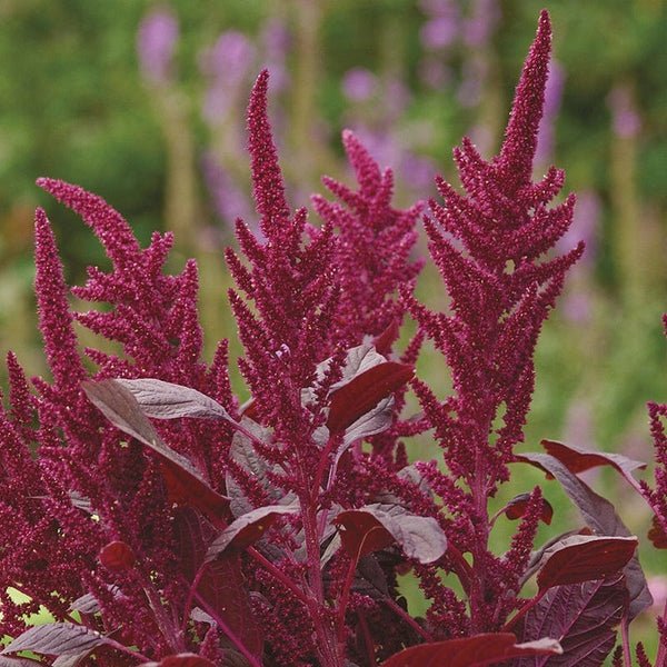 RHS Amaranthus Velvet Curtains Seeds 1500 Seeds, Tall Deep Red Half Hardy Annual for Borders and Cut Flowers - Image 3