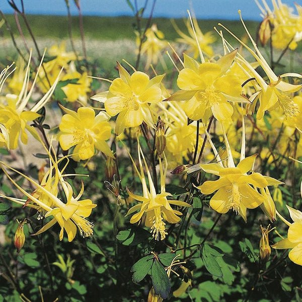 RHS Aquilegia Yellow Queen Seeds 150 Seeds, Hardy Perennial Yellow Columbine for Borders and Cottage Gardens - Image 3