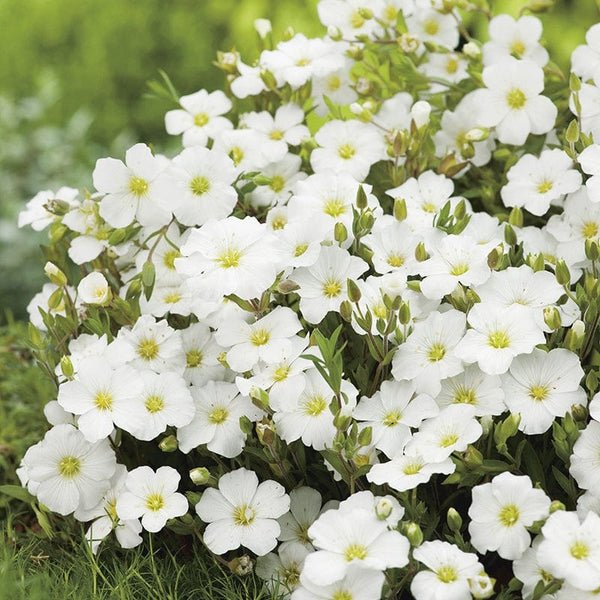 RHS Arenaria montana Seeds 100 Seeds, Hardy Perennial White Carpet Flower for Borders, Rockeries and Edging - Image 3
