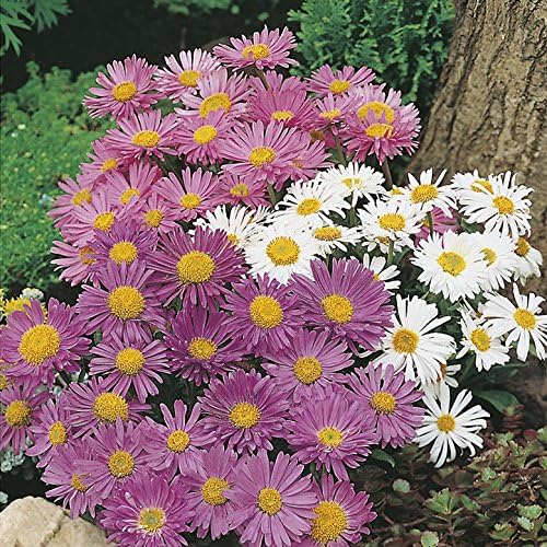 RHS Aster Alpine Mixed Seeds 250 Seeds, Hardy Perennial Pollinator Friendly Early Summer Flowers - Image 3
