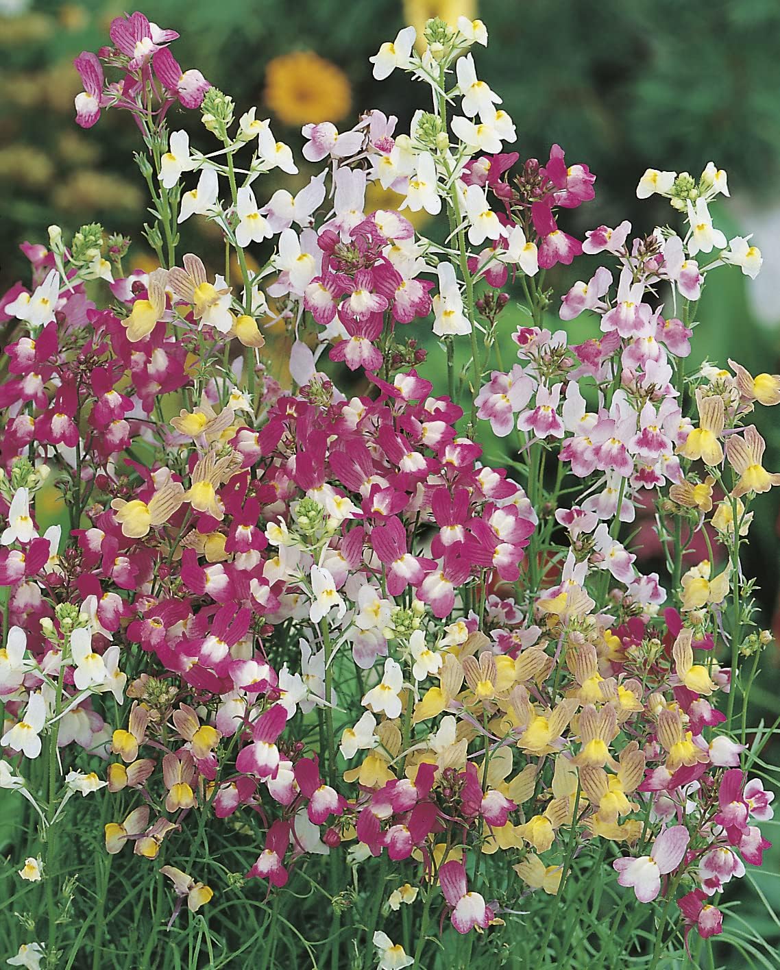 RHS British Wildflowers Seed Collection 6 Native Varieties - Image 5
