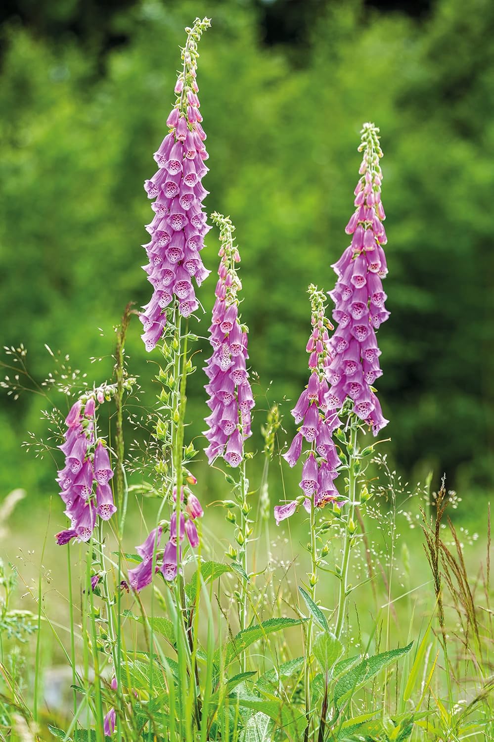 RHS British Wildflowers Seed Collection 6 Native Varieties - Image 7