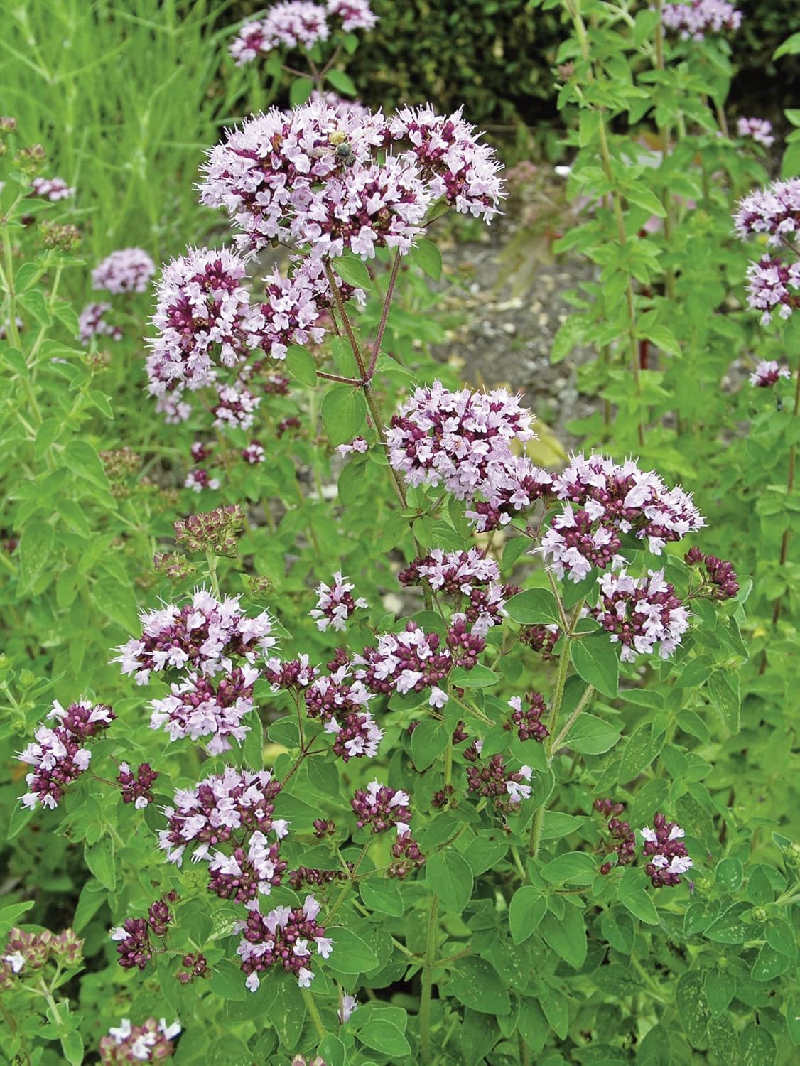 RHS British Wildflowers Seed Collection 6 Native Varieties - Image 8