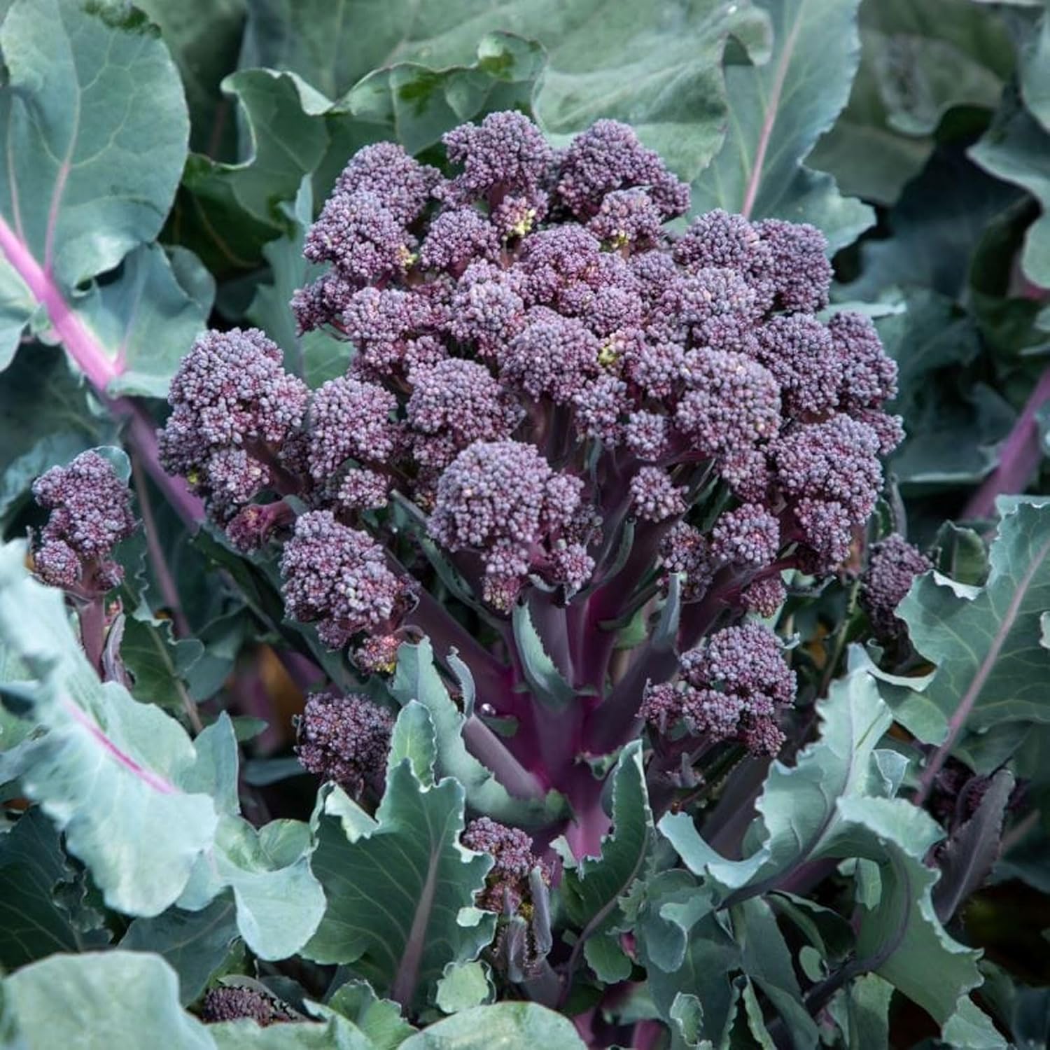 Mr Fothergills RHS Broccoli Tyrian F1 Seeds Purple Stem Summer Sprouting - Image 3
