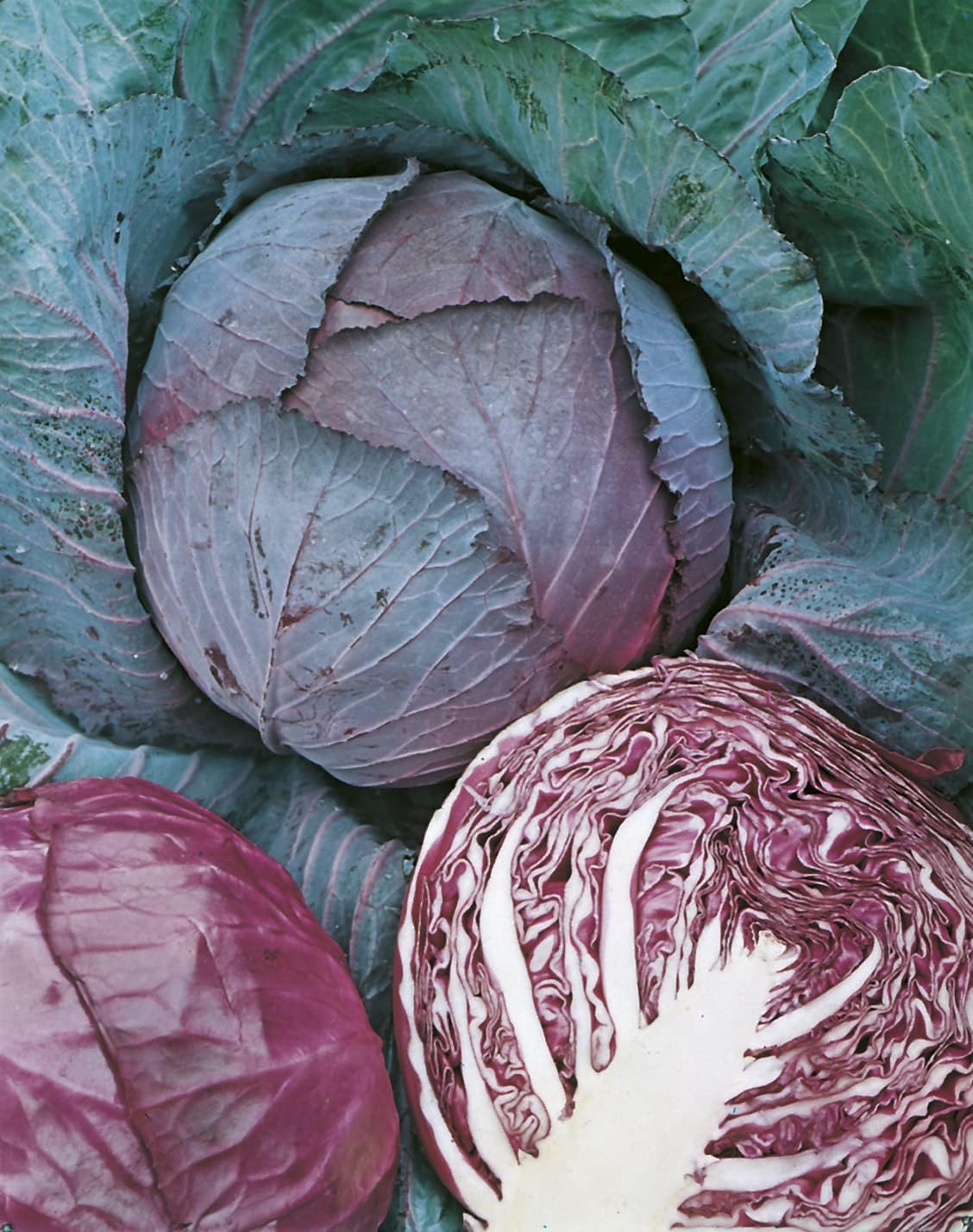 Mr Fothergills RHS Cabbage Savoy Tundra F1 Seeds AGM Winter Hardy - Image 3