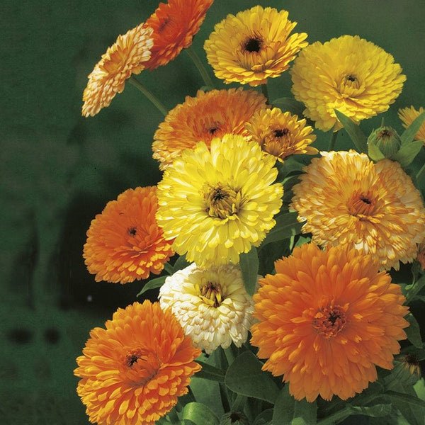 RHS Calendula Fiesta Gitana Seeds 175 Seeds, Hardy Annual Edible Flower, Yellow and Orange Summer Blooms - Image 3