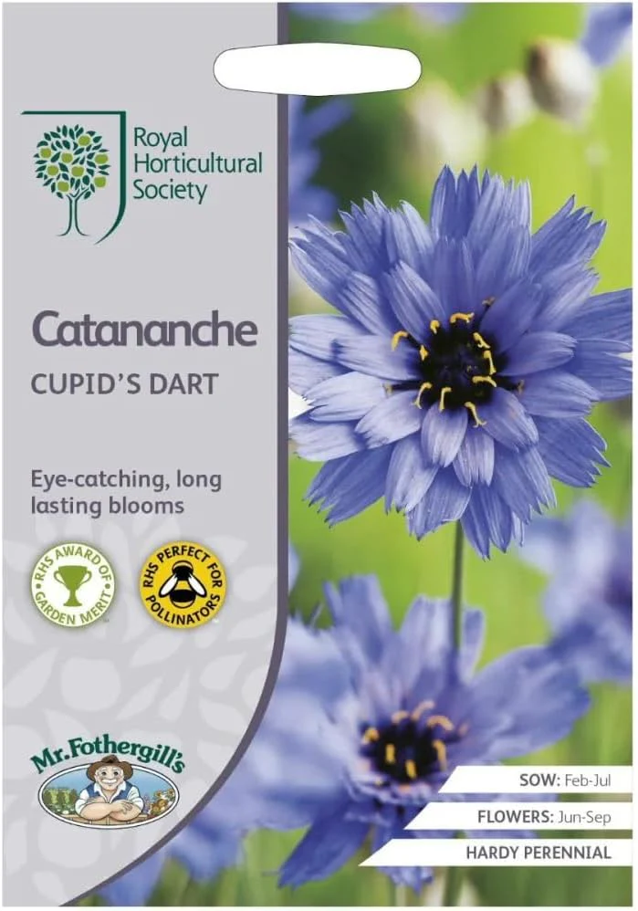 RHS Catananche Cupid’s Dart Seeds 125 Seeds, Hardy Perennial Blue Cottage Garden Flower