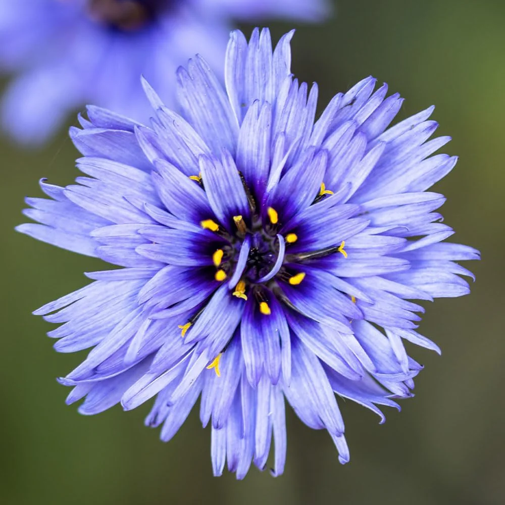 RHS Catananche Cupid’s Dart Seeds 125 Seeds, Hardy Perennial Blue Cottage Garden Flower - Image 3