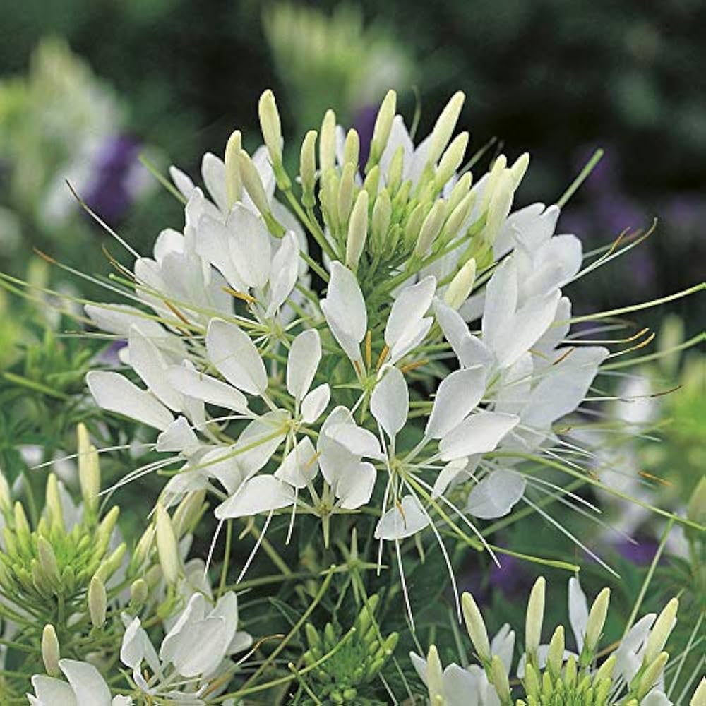 RHS Cleome Helen Campbell Seeds 250 Seeds, Half Hardy Annual White Spider Flower - Image 3