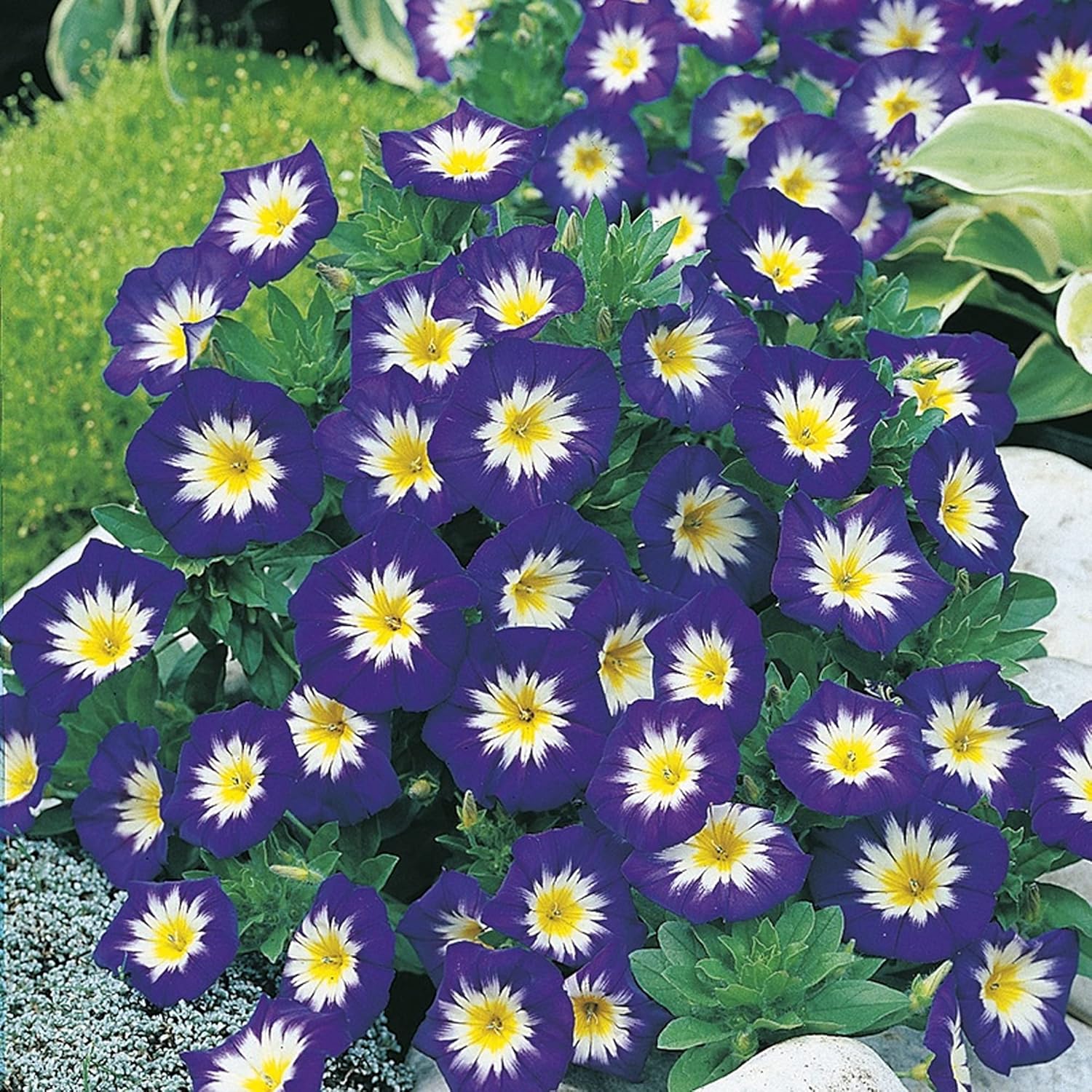 RHS Convolvulus Blue Ensign Seeds 100 Seeds, Hardy Annual Tri Colour Flower for Baskets and Containers - Image 3