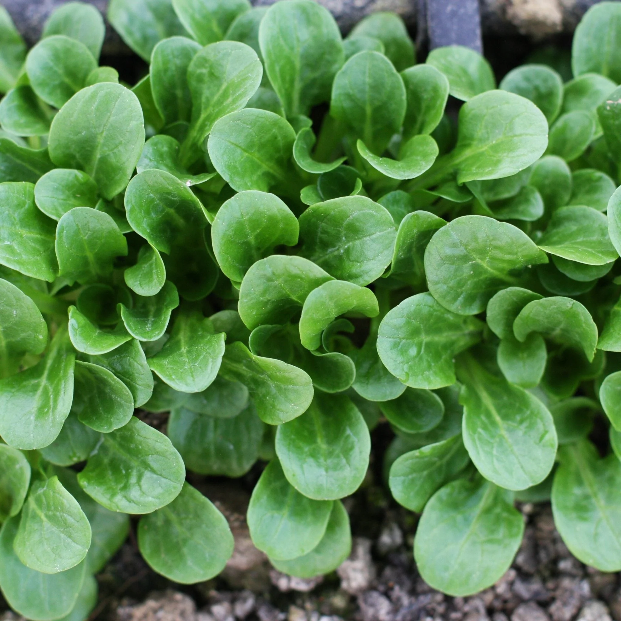 RHS Corn Salad Medaillon Seeds,500 Seeds, Award Winning Leaf Vegetable Seeds for Winter Harvests - Image 3