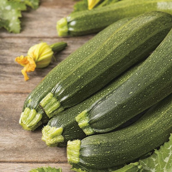 RHS Courgette Defender F1 Seeds 10 Seeds, Award Winning Vegetable Seeds for High Yield Crops - Image 3