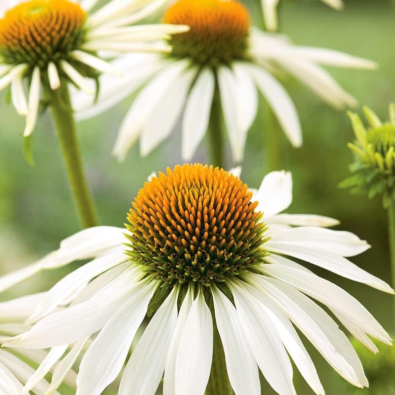 RHS Echinacea White Swan Seeds 50 Seeds, Hardy Perennial White Coneflower - Image 3