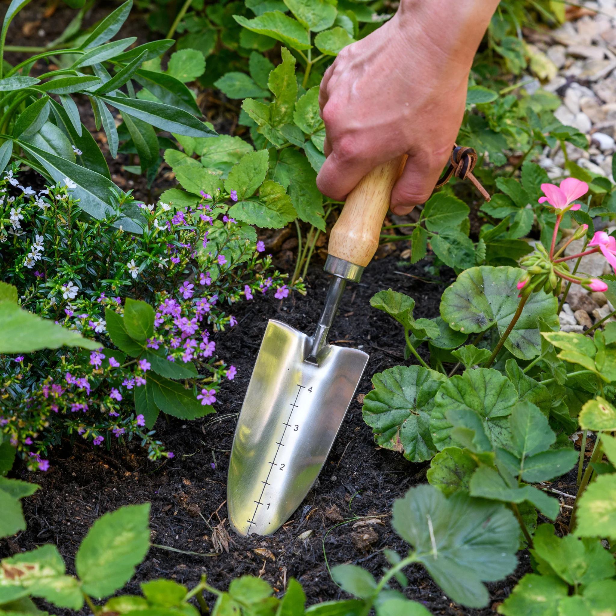 RHS Endorsed Stainless Steel Transplanter by Burgon & Ball - Image 6