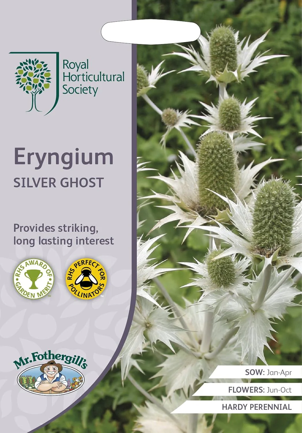RHS Eryngium Silver Ghost Seeds 50 Seeds, Hardy Perennial Sea Holly