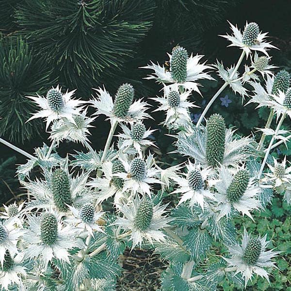 RHS Eryngium Silver Ghost Seeds 50 Seeds, Hardy Perennial Sea Holly - Image 3