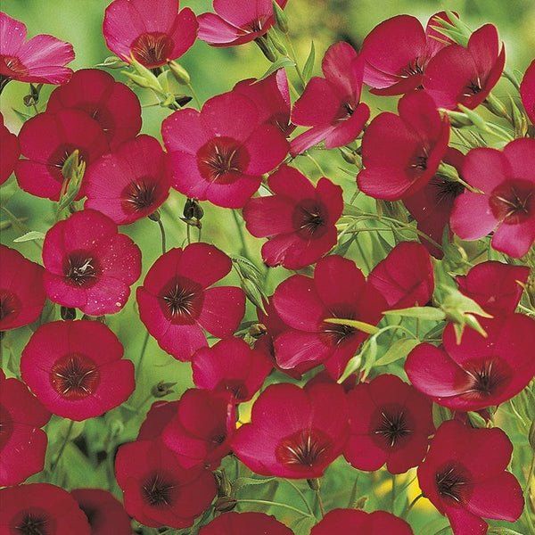 RHS Flax Scarlet Linum Seeds 500 Seeds, Hardy Annual Red Flower - Image 3