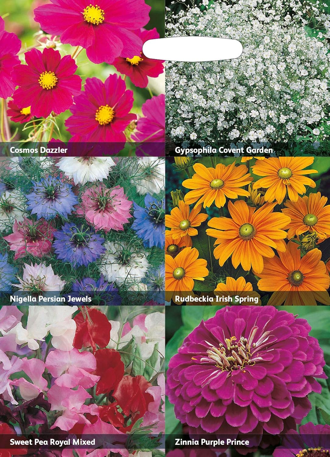 RHS Flowers for Cutting Seed Collection 6 Cut Flower Varieties - Image 3