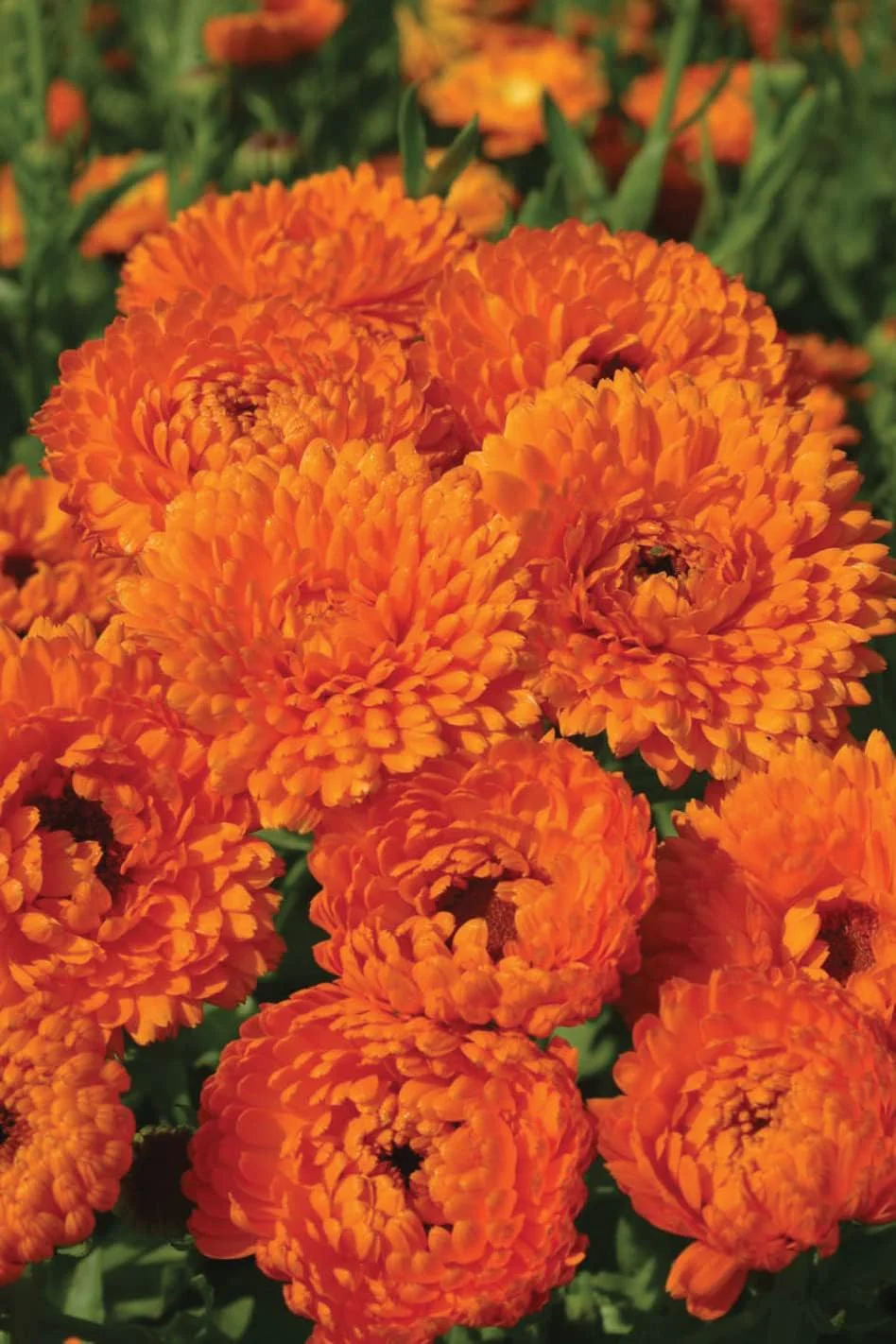 RHS Flowers for Drought Resistance Seed Collection 6 Heat Tolerant Varieties - Image 5