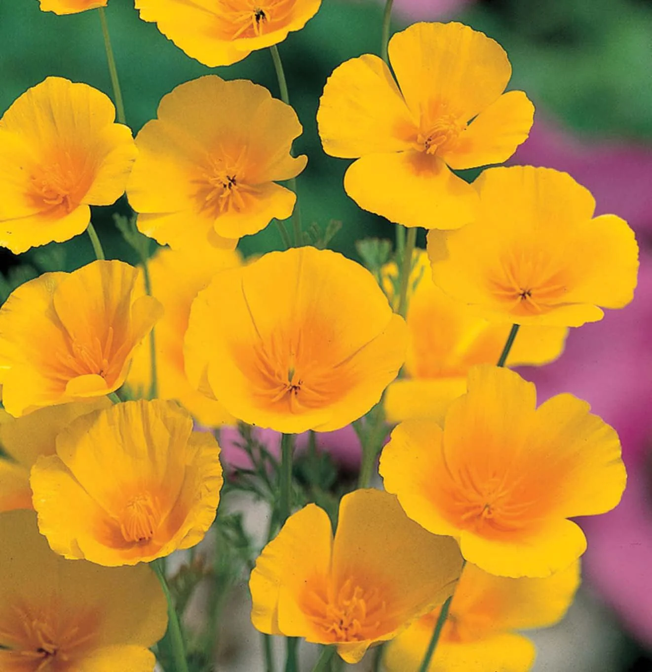 RHS Flowers for Drought Resistance Seed Collection 6 Heat Tolerant Varieties - Image 6