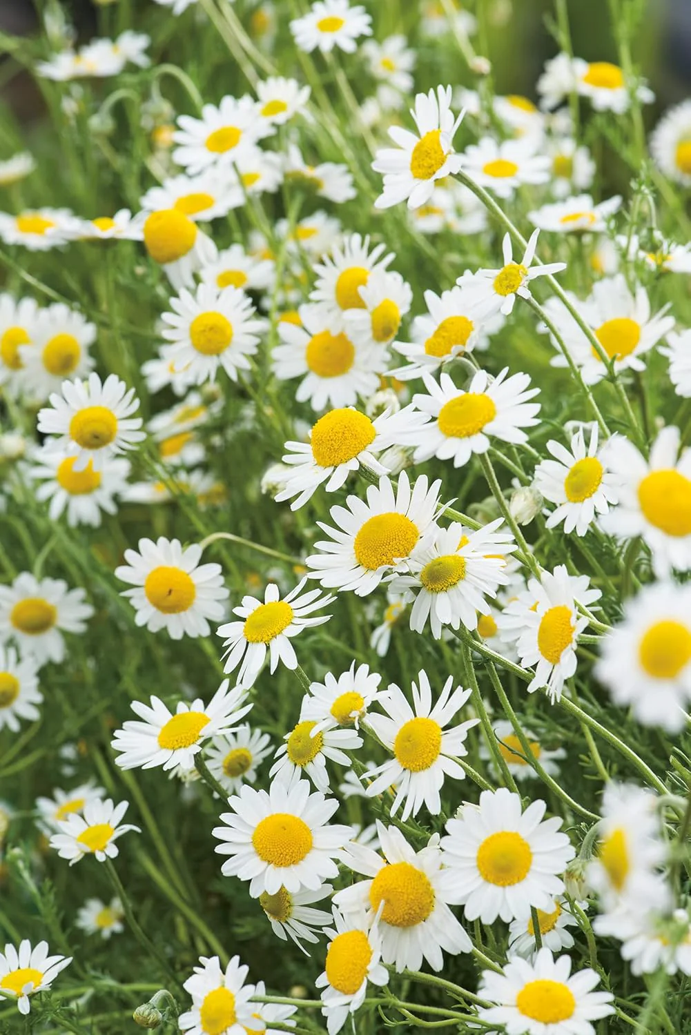 RHS Flowers for Fragrance Seed Collection 6 Scented Varieties - Image 4