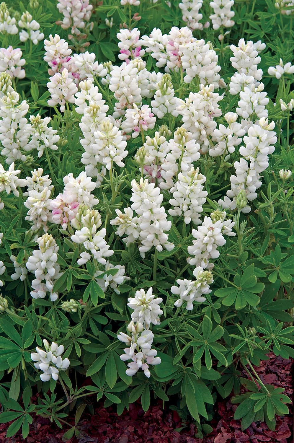 RHS Flowers for Fragrance Seed Collection 6 Scented Varieties - Image 5
