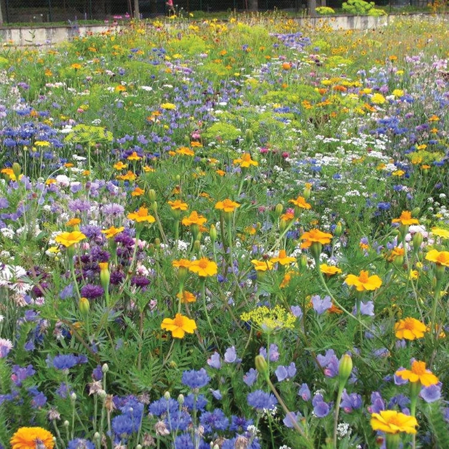 RHS Flowers For Insects Easy Sow Seeds 20g Box - Image 2
