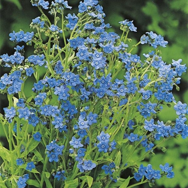 RHS Forget Me Not Chinese Seeds 300 Seeds, Hardy Annual Blue Flower - Image 3