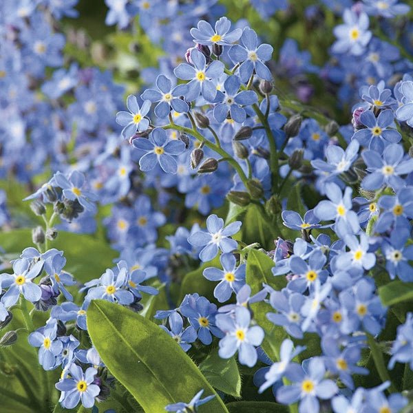 RHS Forget Me Not Ultramarine Seeds 300 Seeds, Hardy Biennial Blue Cottage Flower - Image 3