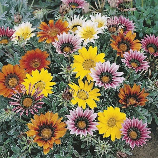 RHS Gazania Talent Mixed Seeds 25 Seeds, Half Hardy Perennial Sun Loving Flowers - Image 3