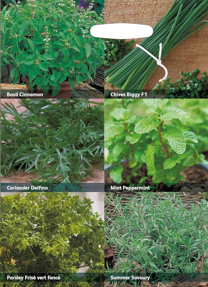 RHS Herbs for Containers Collection 6 Varieties, Curated Herb Seed Collection for Pots and Patios - Image 4