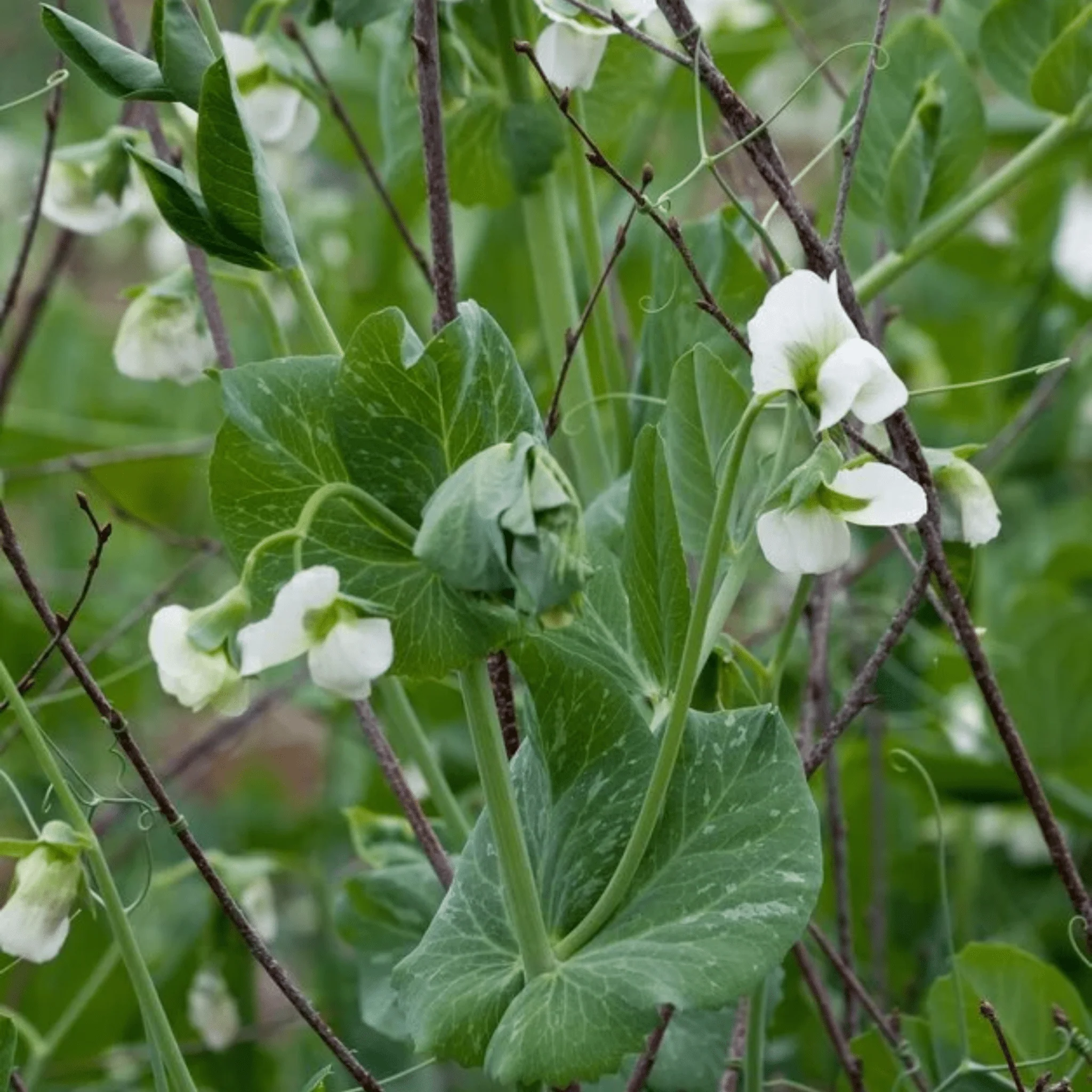 Mr Fothergills RHS Pea Spring Avola Seeds AGM Early Compact Variety - Image 3