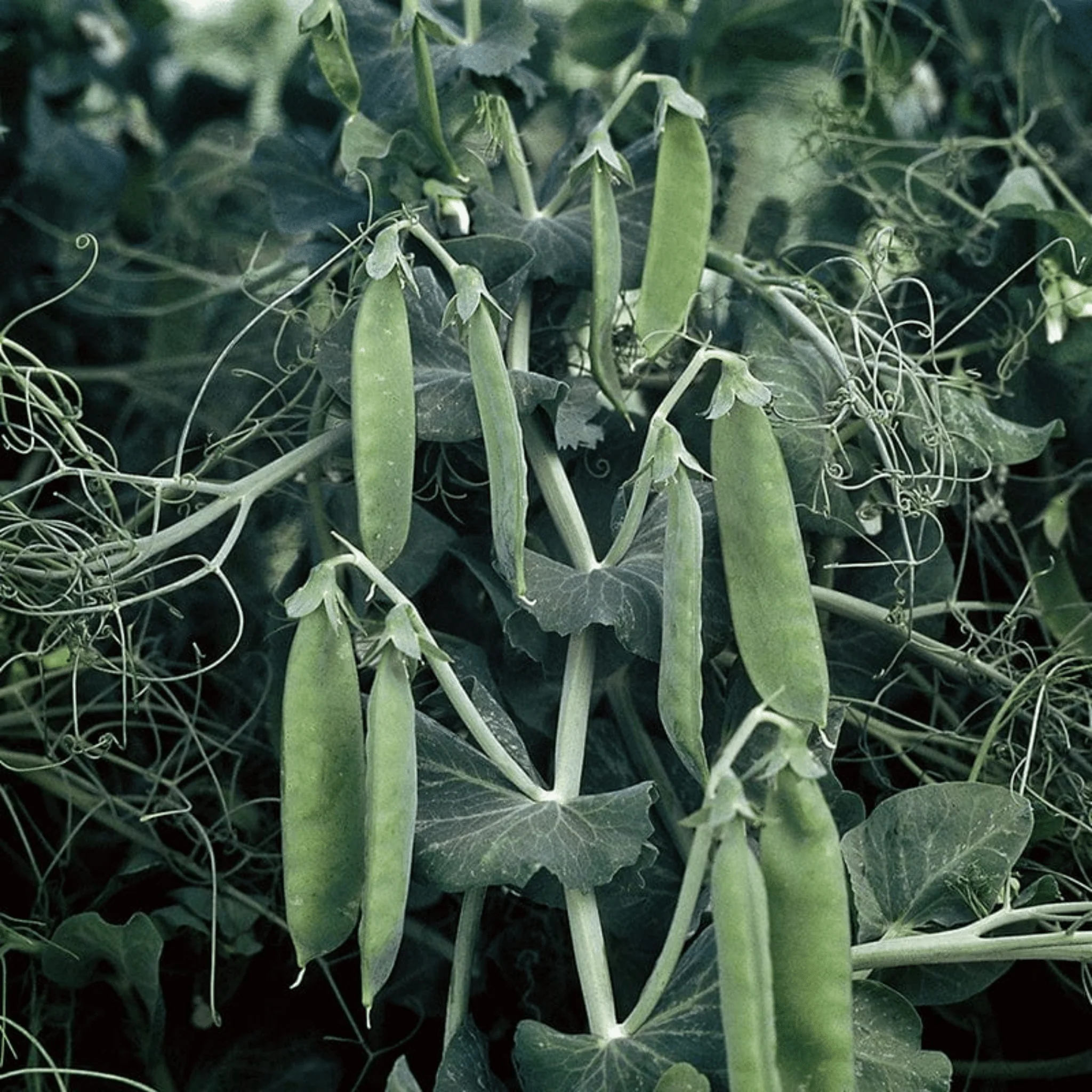 Mr Fothergills RHS Pea Spring Avola Seeds AGM Early Compact Variety - Image 4