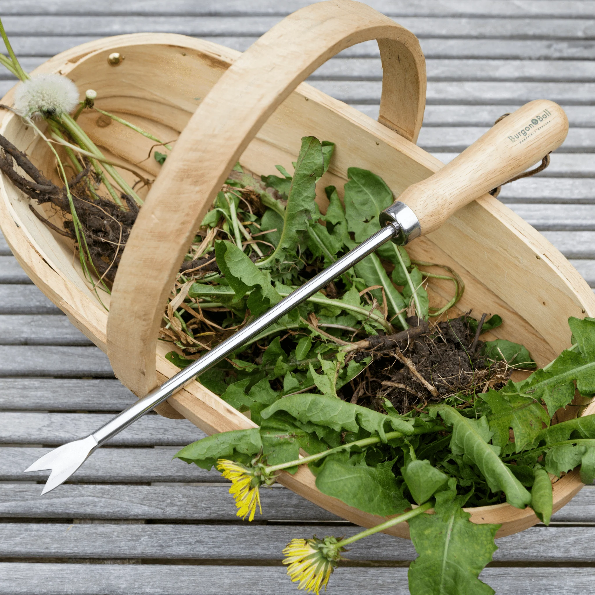 RHS Endorsed Stainless Steel Dandelion Weeder by Burgon & Ball - Image 7