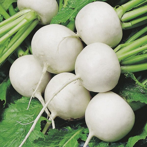 Mr Fothergill’s RHS Turnip Tokyo Cross F1 Seeds 500 Seeds, Award Winning Fast Growing White Turnip - Image 3