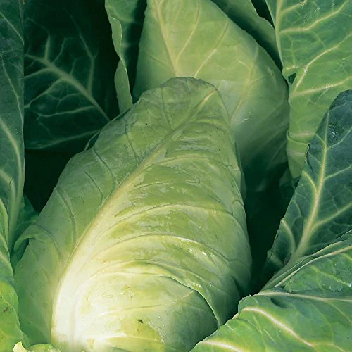 RHS Vegetables for Heirloom Crops Vegetable Seeds Collection 6 Traditional Varieties - Image 6