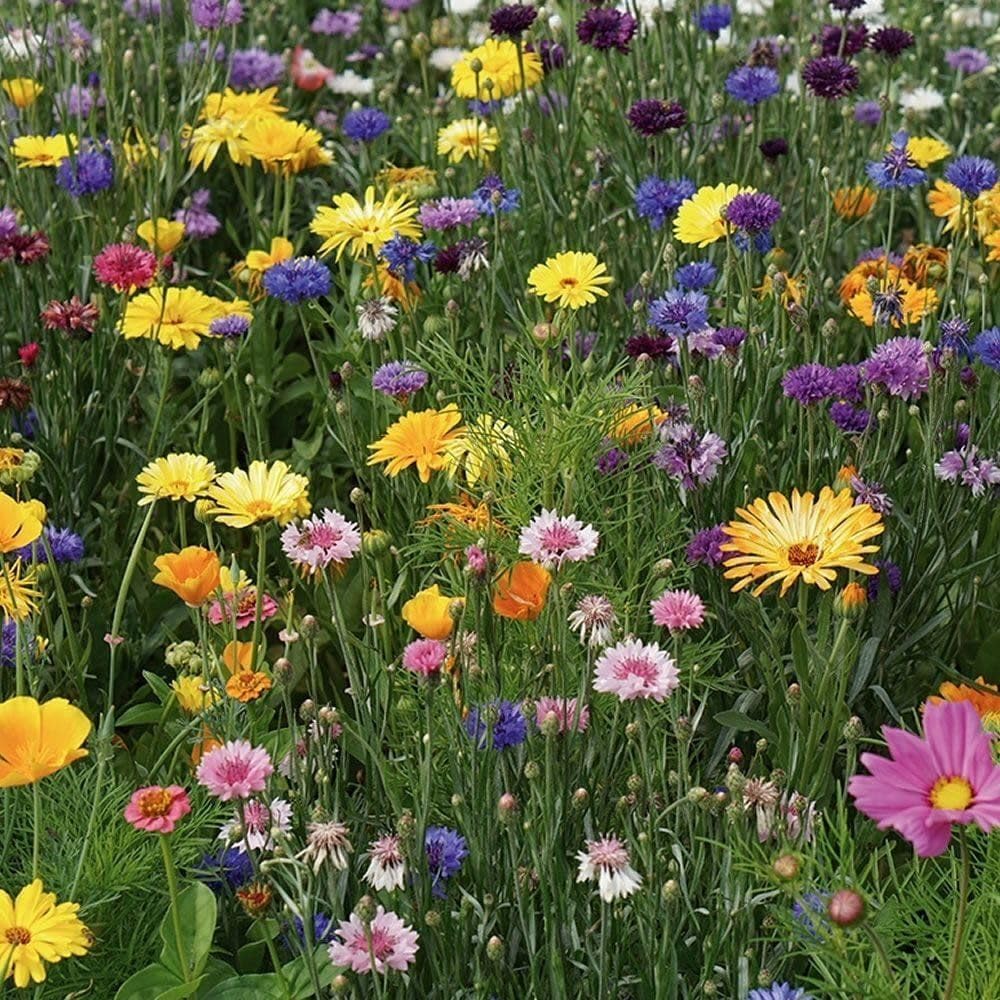 RHS Flowers For Wildlife Bright Mix Easy Sow Seeds 20g Box - Image 2
