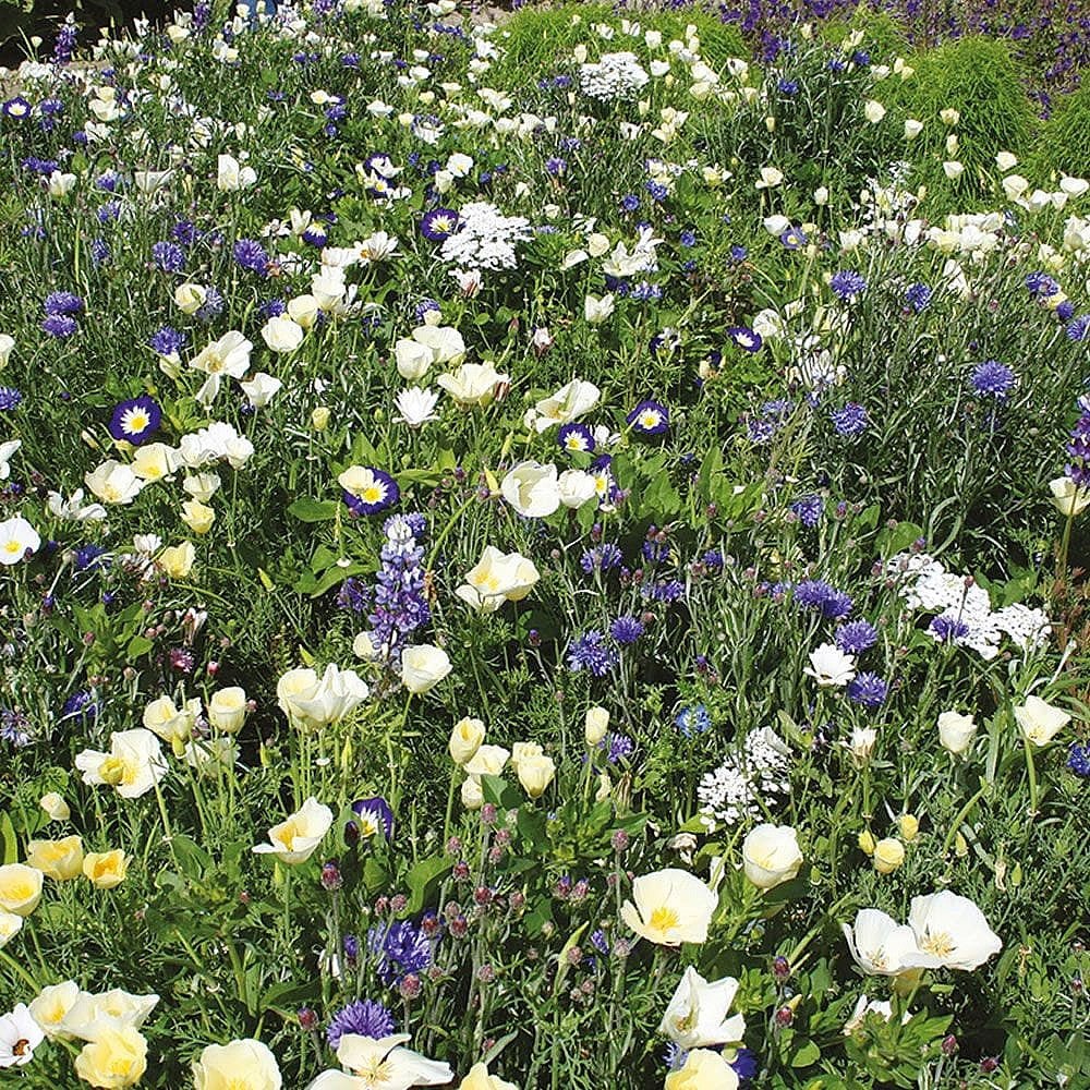 RHS Flowers For Wildlife Cool Mix Easy Sow Seeds 20g Box - Image 2