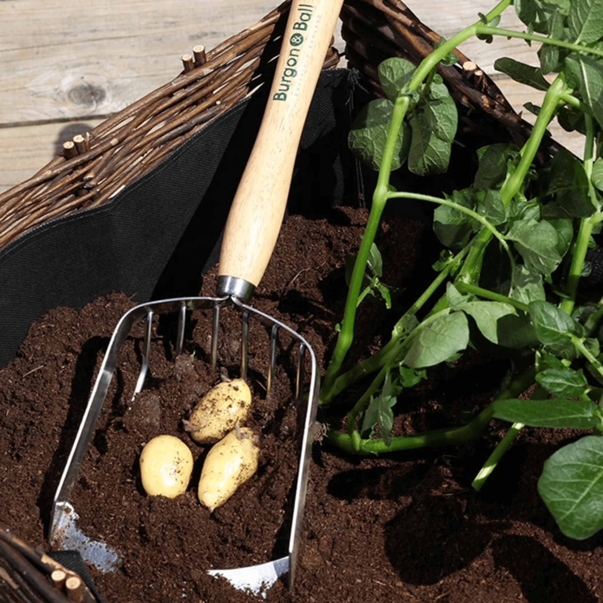 RHS Endorsed Stainless Steel Potato Harvesting Scoop by Burgon & Ball - Image 9