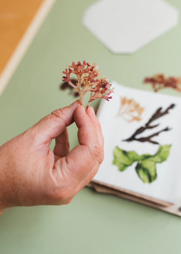 Seaweed Press Kit 15cm Wooden Flower and Seaweed Press, Made in United Kingdom - Image 3