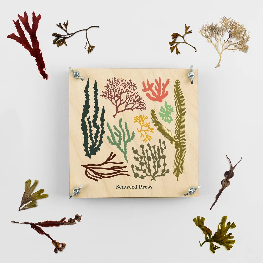 Seaweed Press Kit 15cm Wooden Flower and Seaweed Press, Made in United Kingdom - Image 5