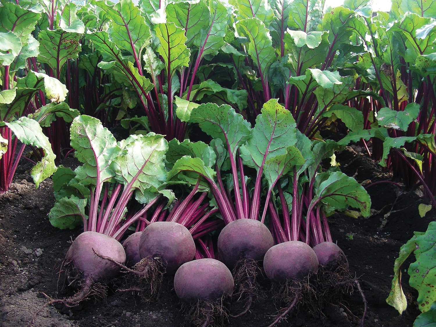 RHS Vegetables Superfoods Vegetable Seeds Collection 6 Nutrient Rich Varieties - Image 3