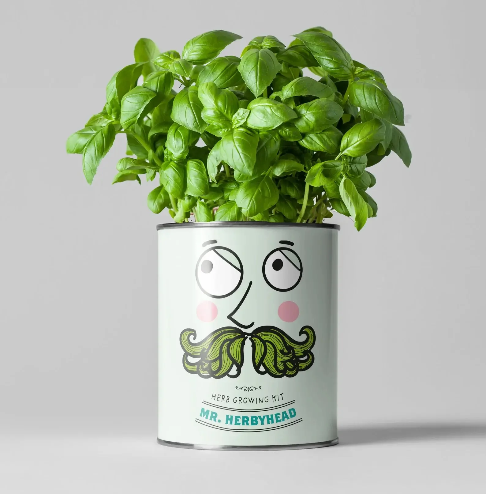 Kitchen Herb Plant Kit – Grow Your Own Herbs Indoors | The Plant Gift Co.